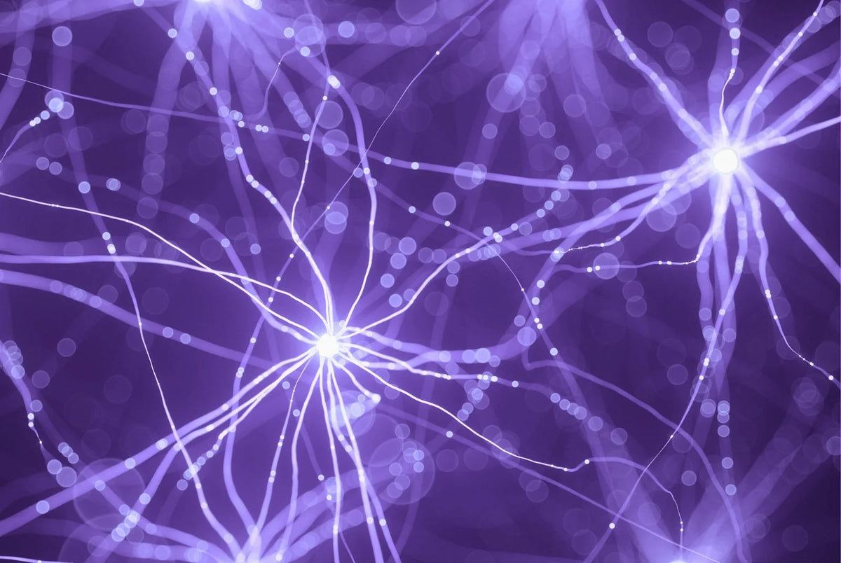 Glowing purple neurons with branching connections, illustrating how brain cells signal and regulate activity in PMDD